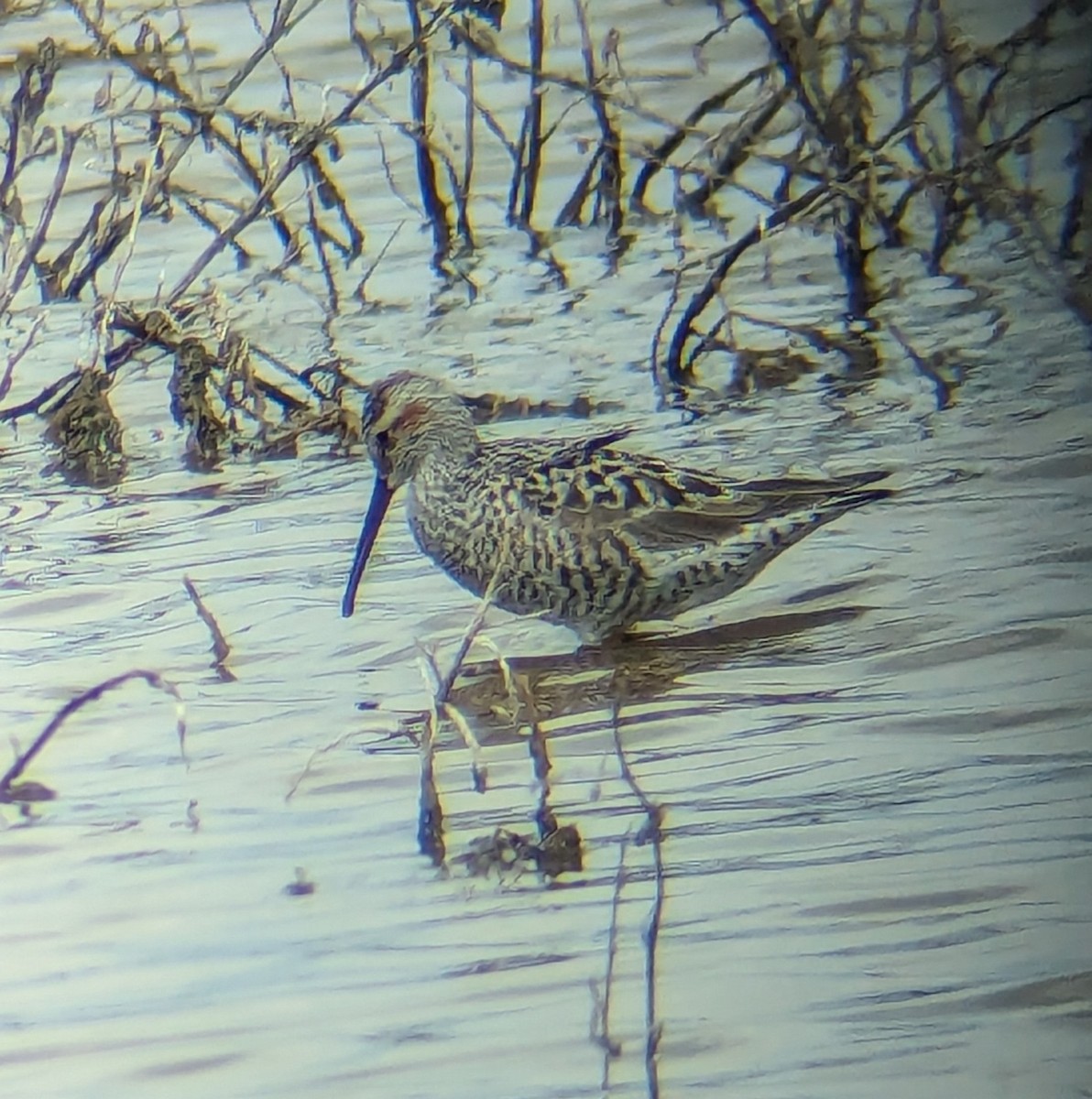 styltesnipe - ML619325651