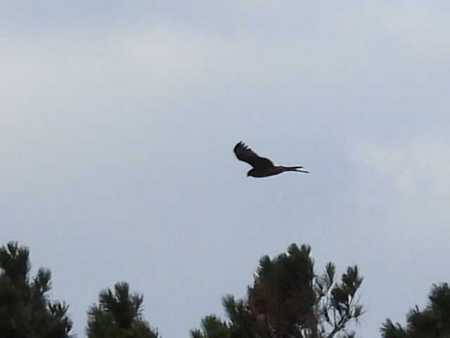 Swamp Harrier - Stew Stewart