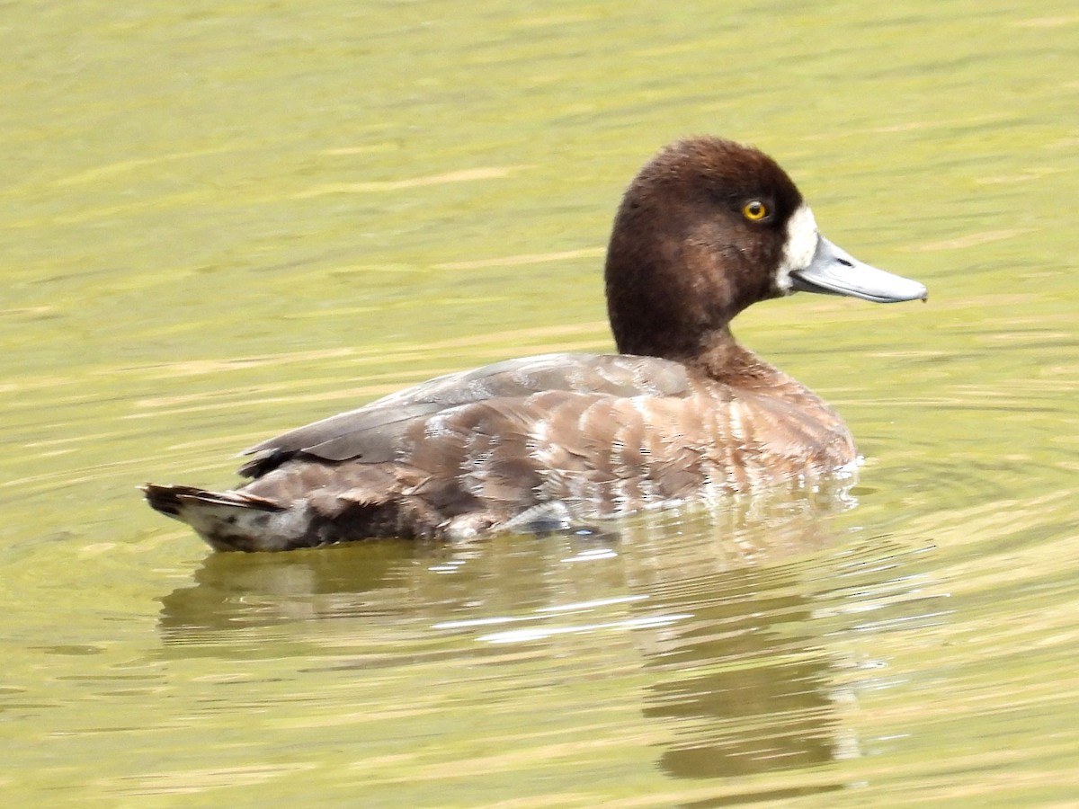Lesser Scaup - Ted Hogg