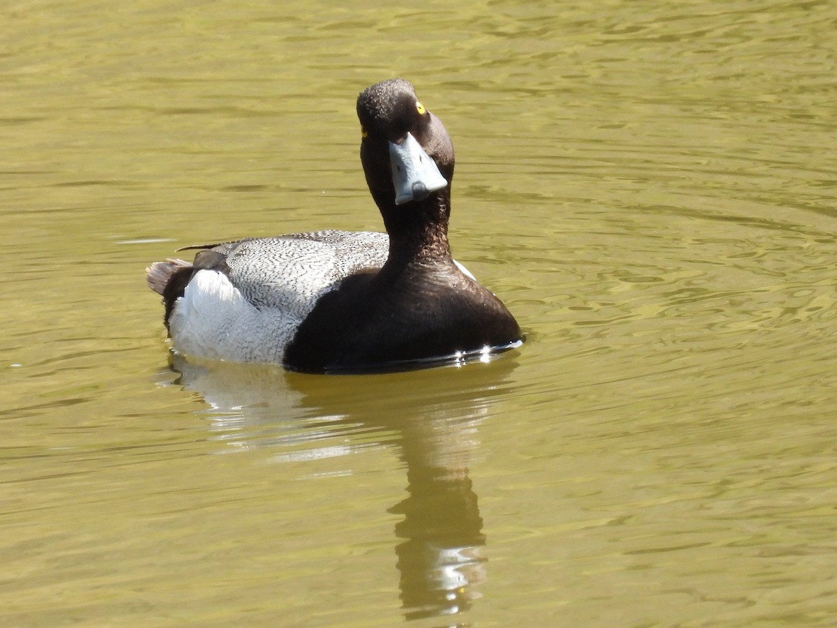 Lesser Scaup - Ted Hogg