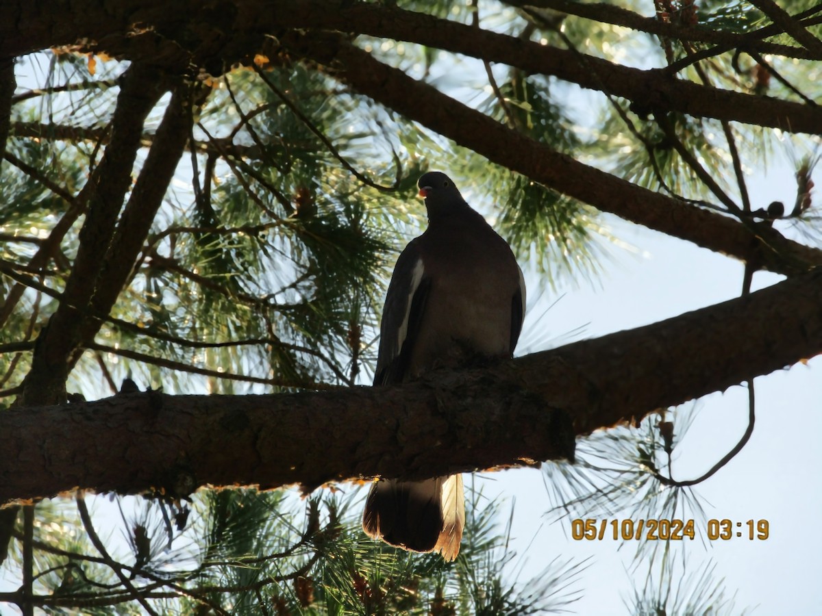 Common Wood-Pigeon - Joao Faustino