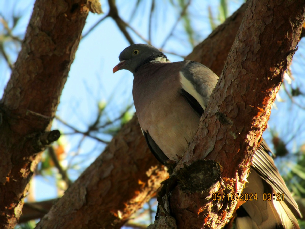 Common Wood-Pigeon - Joao Faustino