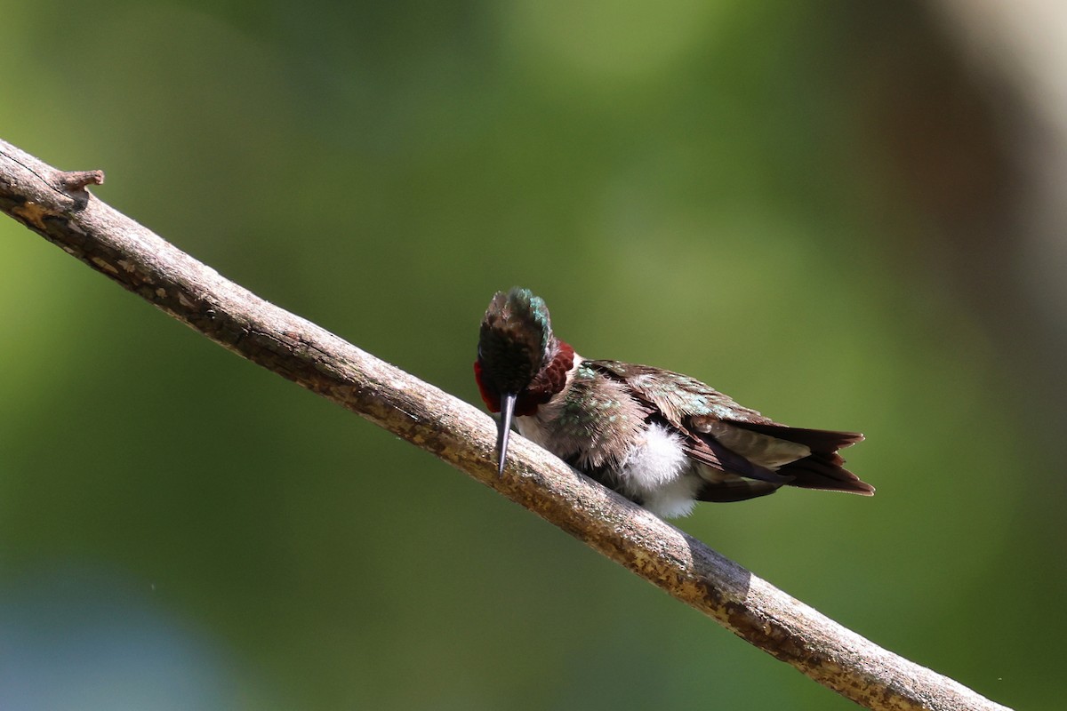 Ruby-throated Hummingbird - ML619325671