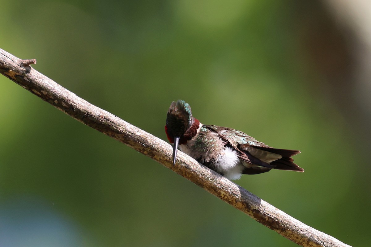 Ruby-throated Hummingbird - Ming P.