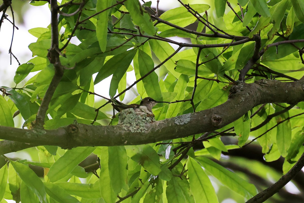 Ruby-throated Hummingbird - Ming P.