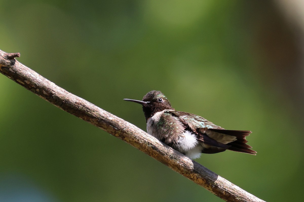 Ruby-throated Hummingbird - ML619325673