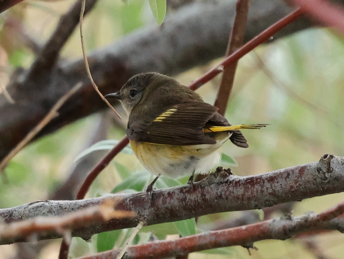 American Redstart - Chris Gilbert