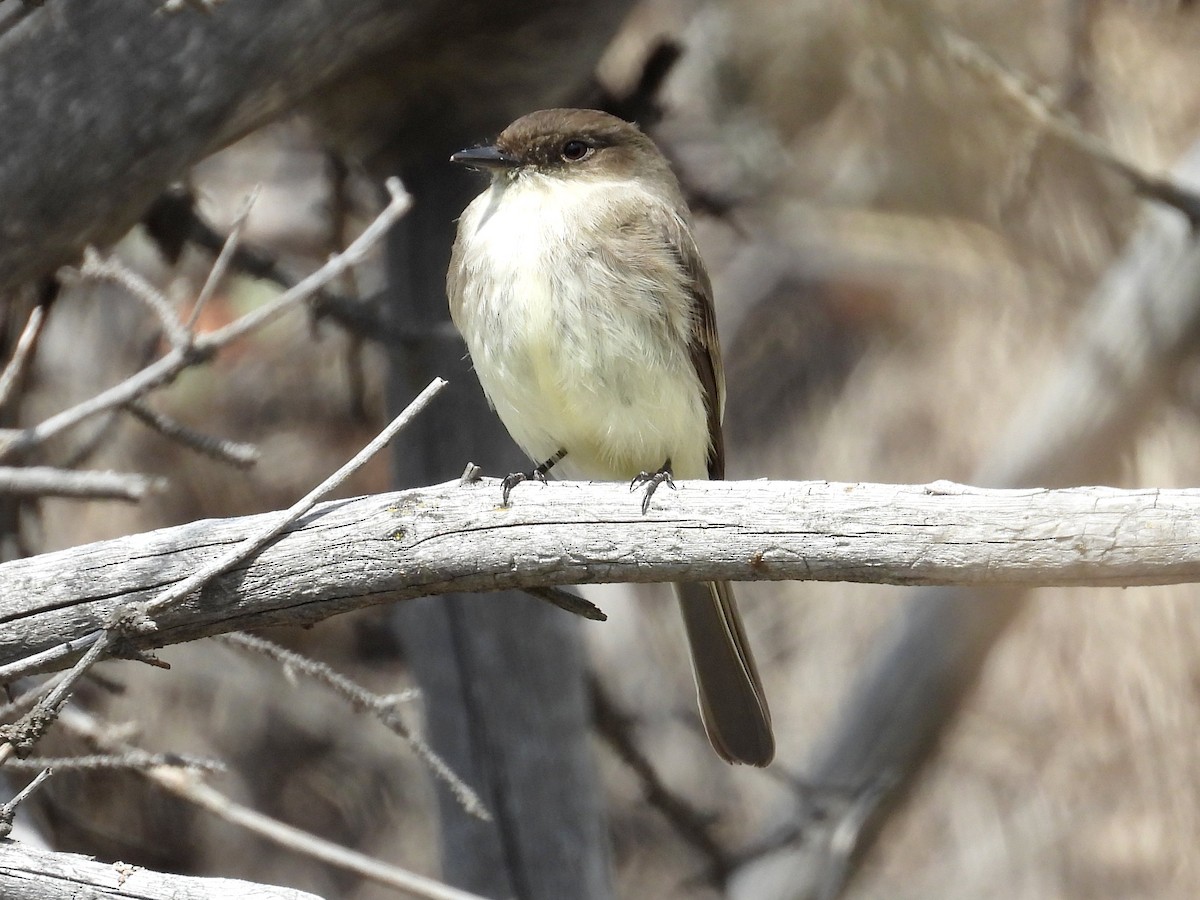 Eastern Phoebe - Ted Hogg