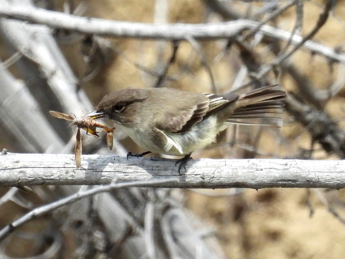 Eastern Phoebe - Ted Hogg