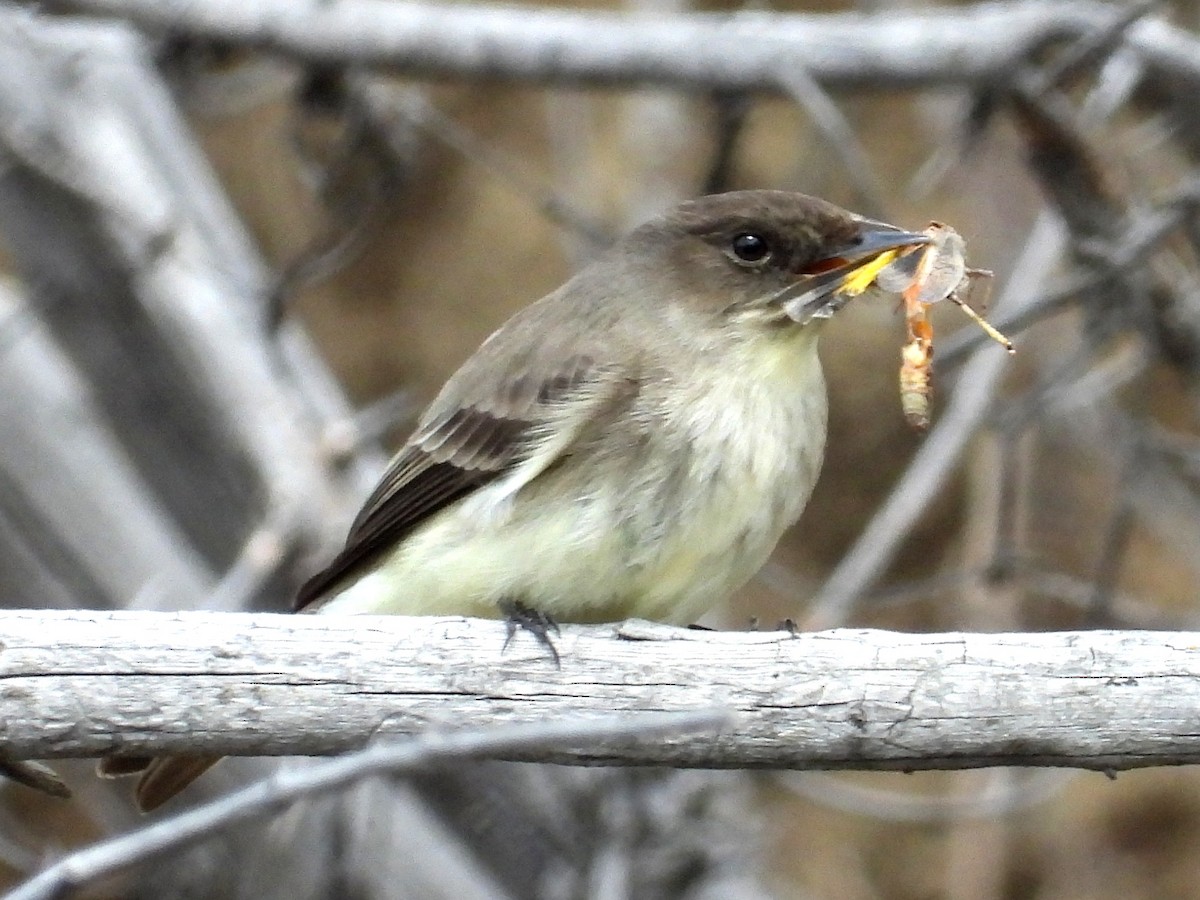 Eastern Phoebe - Ted Hogg