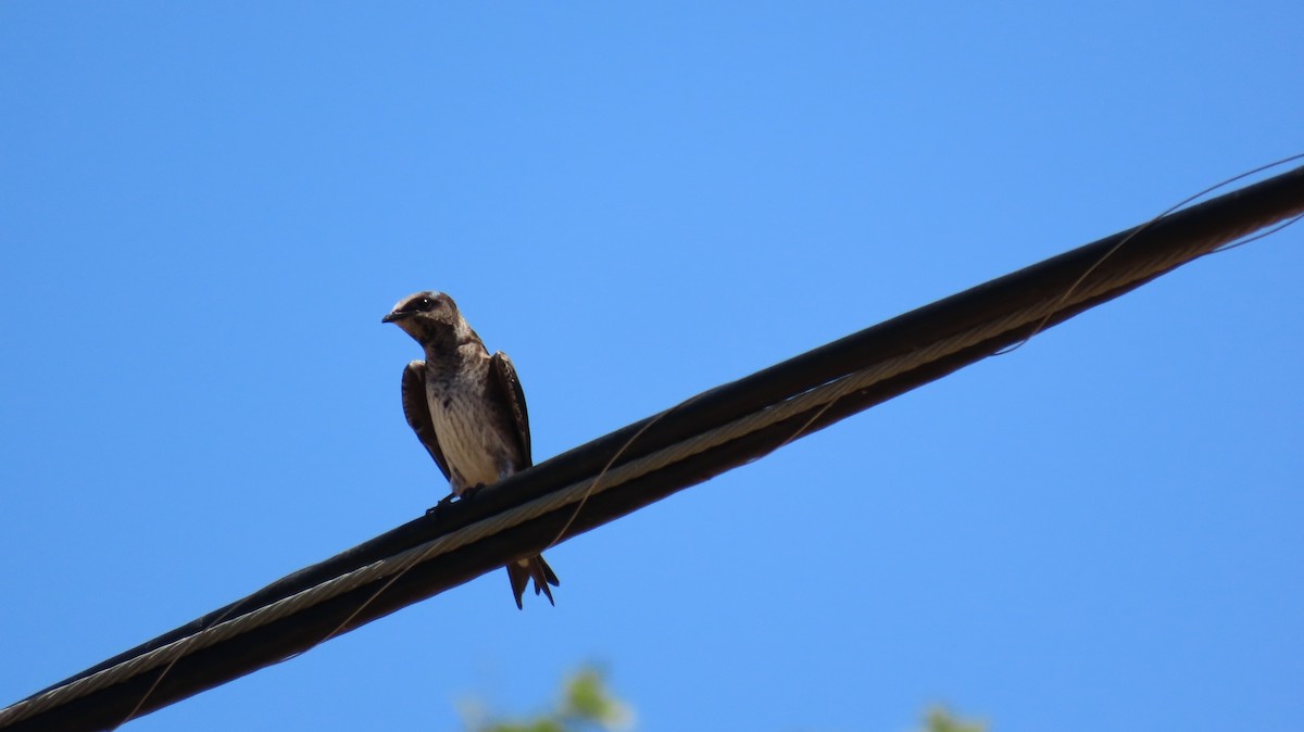 Purple Martin - Petra Clayton