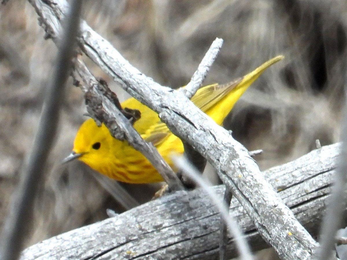 Yellow Warbler - Ted Hogg