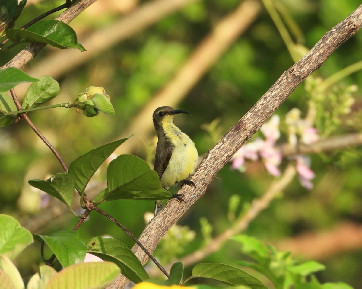 Ornate Sunbird - Chaiti Banerjee