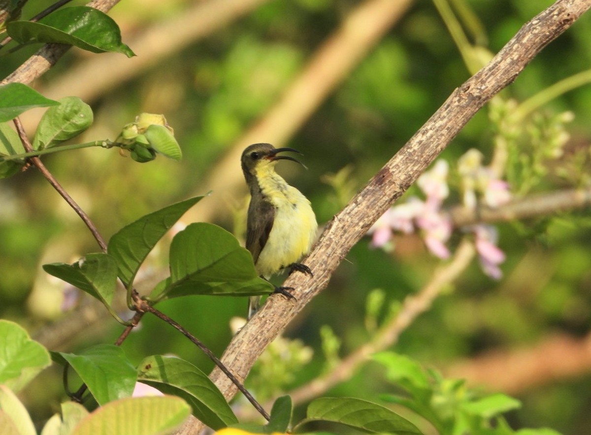 黃腹花蜜鳥 - ML619325707