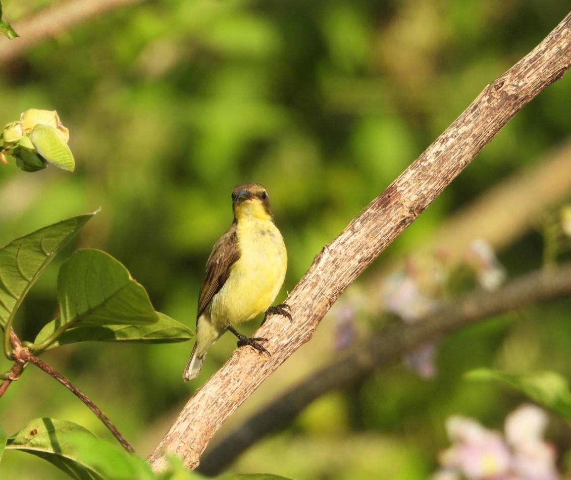 黃腹花蜜鳥 - ML619325708