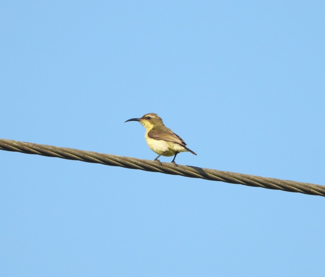 Ornate Sunbird - ML619325711