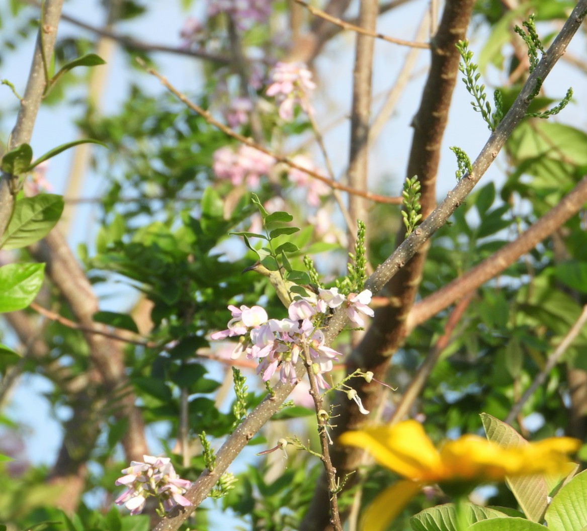 Ornate Sunbird - Chaiti Banerjee