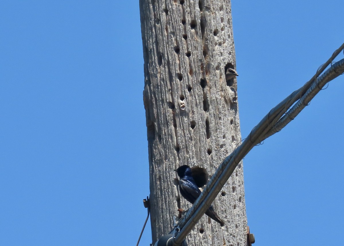 Purple Martin - Petra Clayton