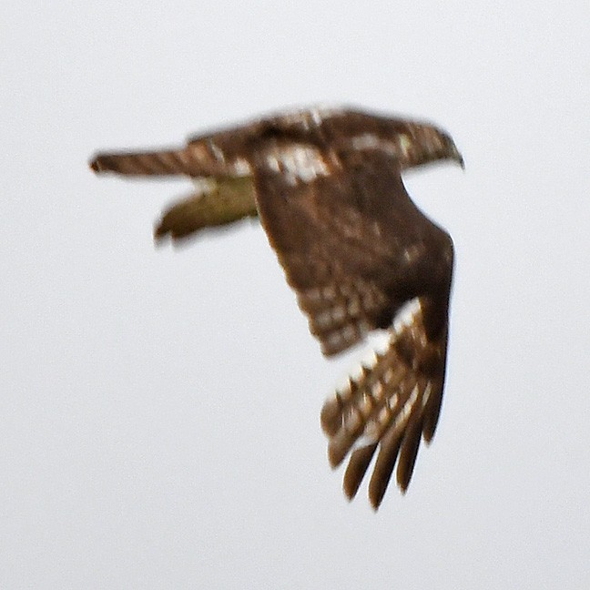 Swainson's Hawk - ML619325730