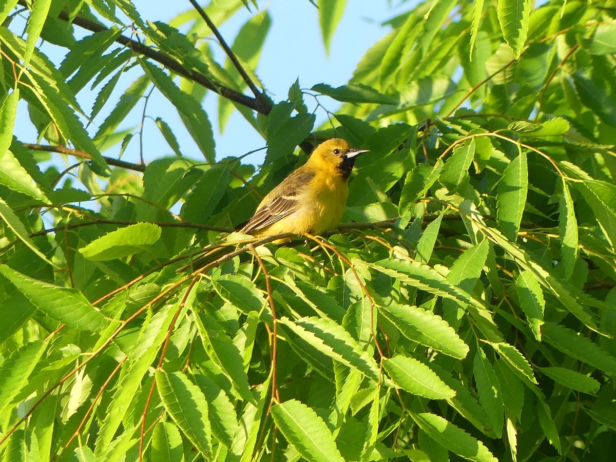 Orchard Oriole - Theo Ballas