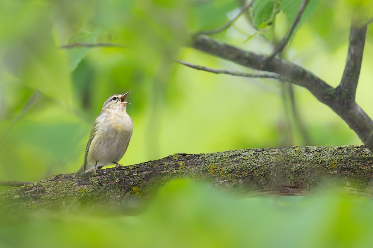 Tennessee Warbler - Ryan Sanderson