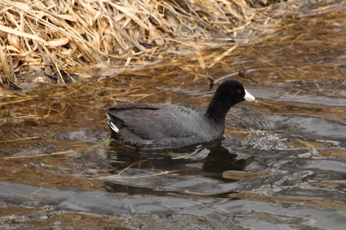 American Coot - Curt Fisher