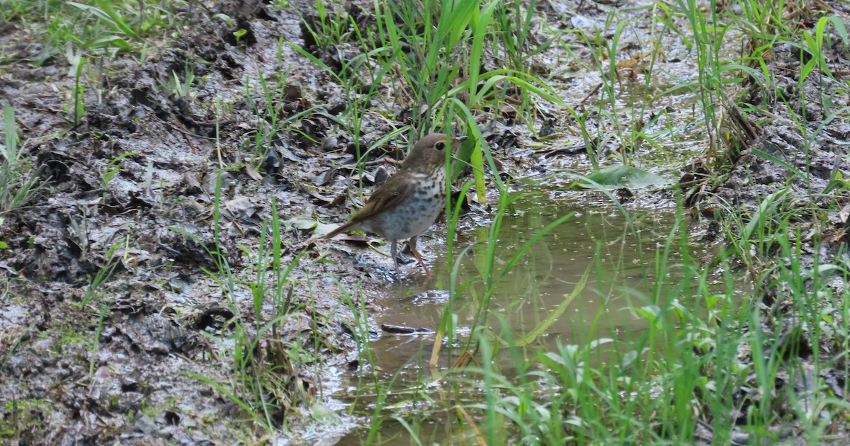 Swainson's Thrush - Kelly Coles