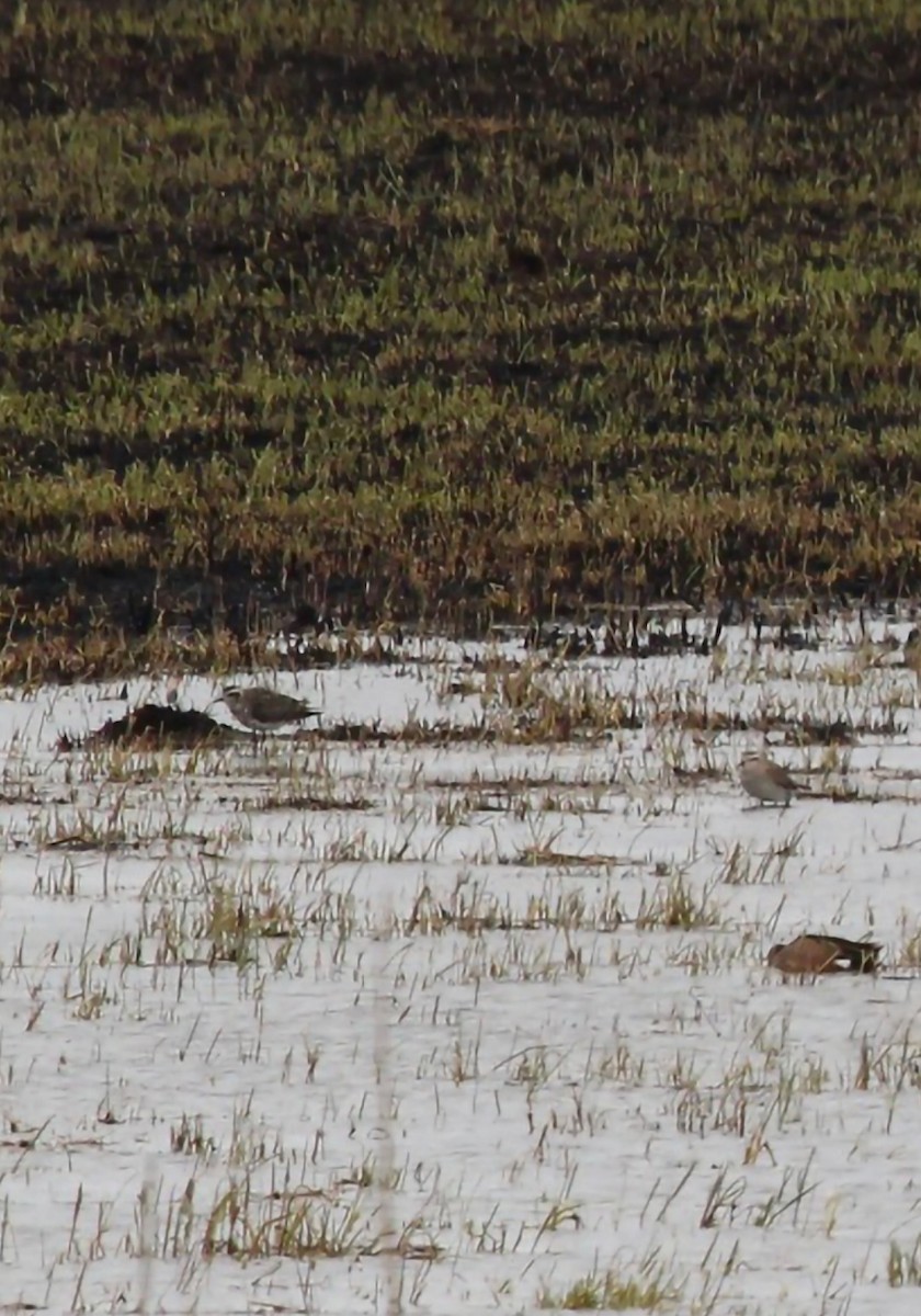 American Golden-Plover - Curt Fisher