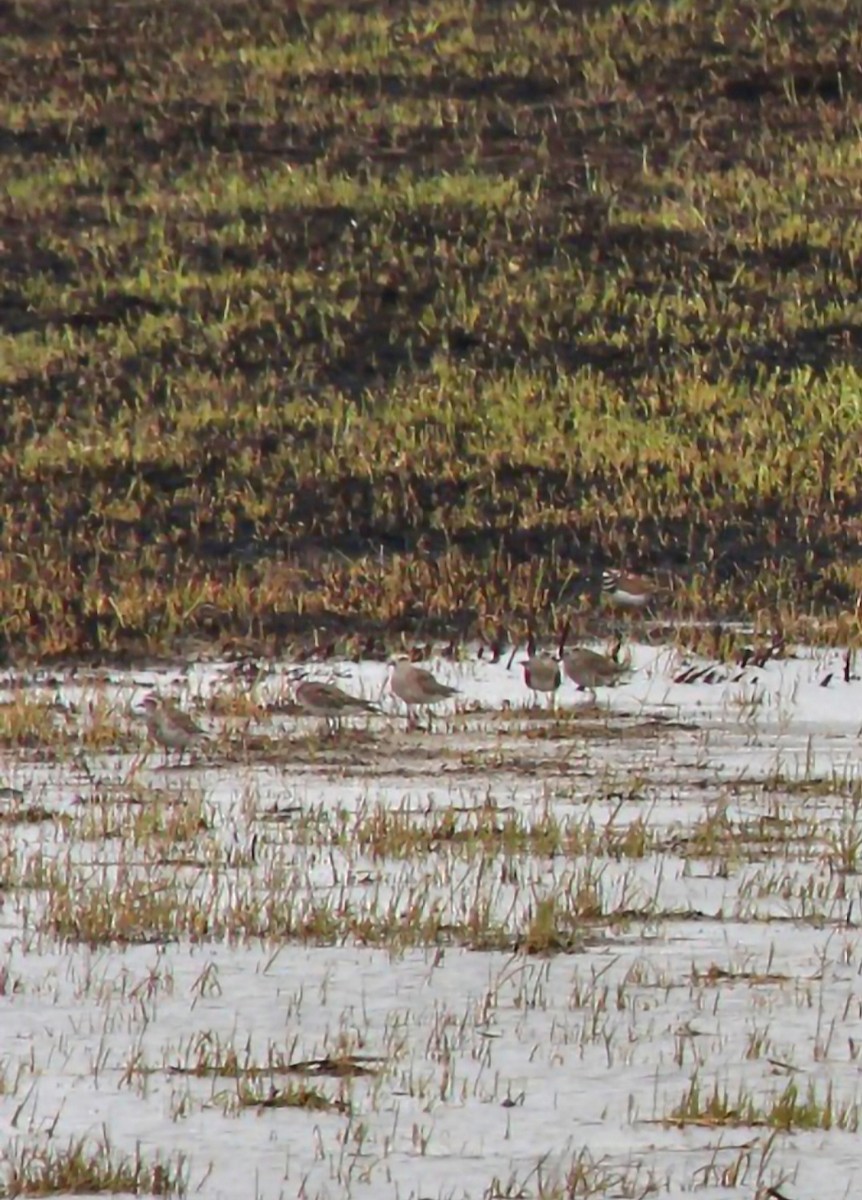 American Golden-Plover - Curt Fisher