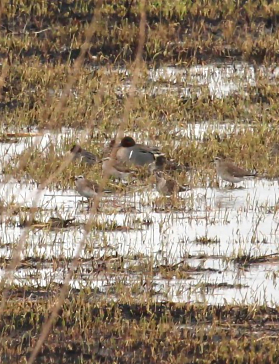 American Golden-Plover - Curt Fisher