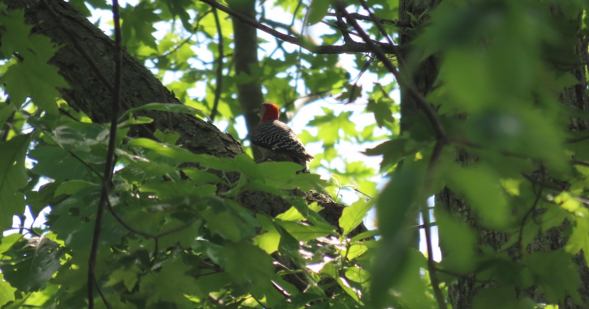 Red-bellied Woodpecker - ML619325830