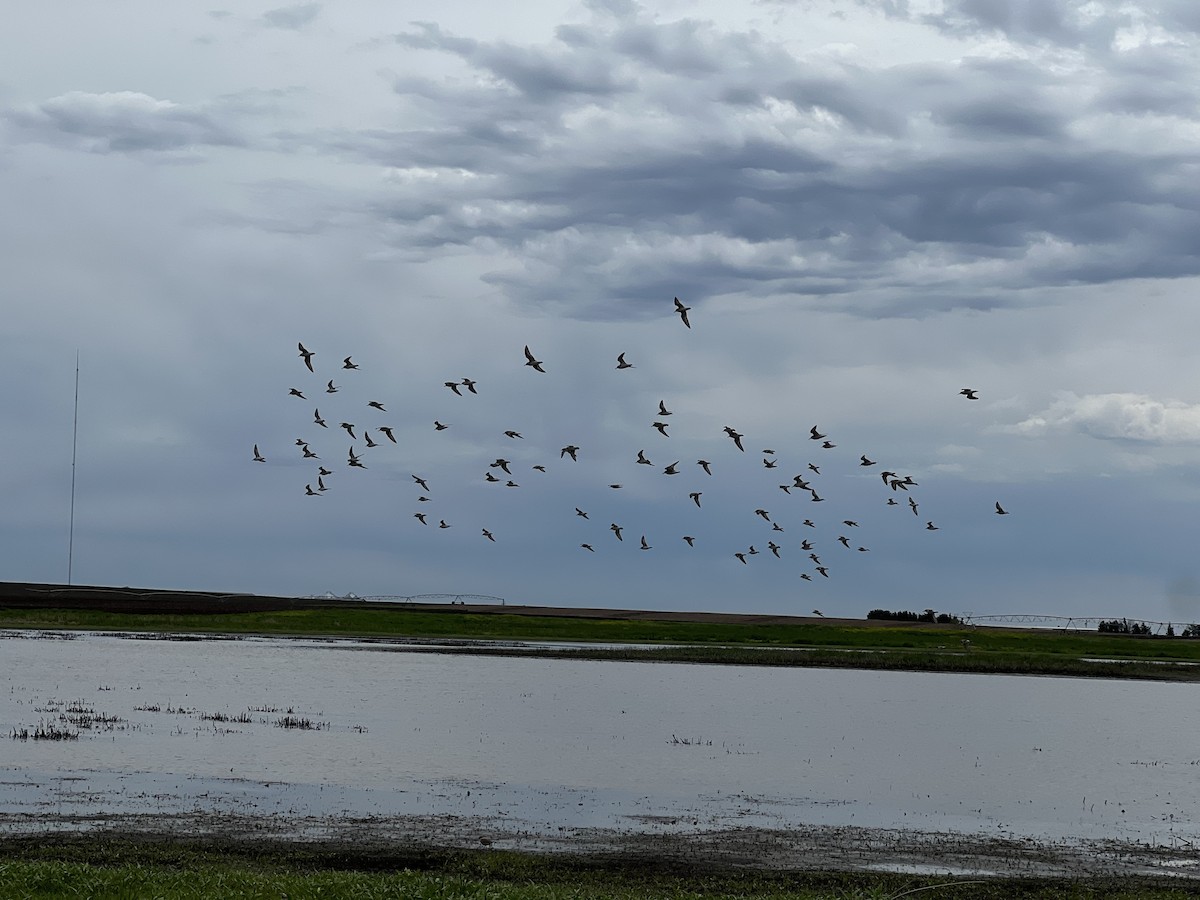 White-rumped Sandpiper - ML619325833