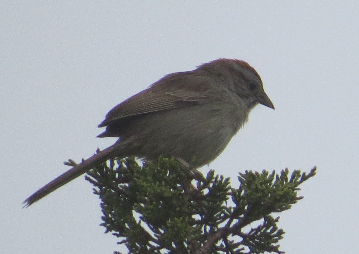 Rufous-crowned Sparrow - Mark Hahn