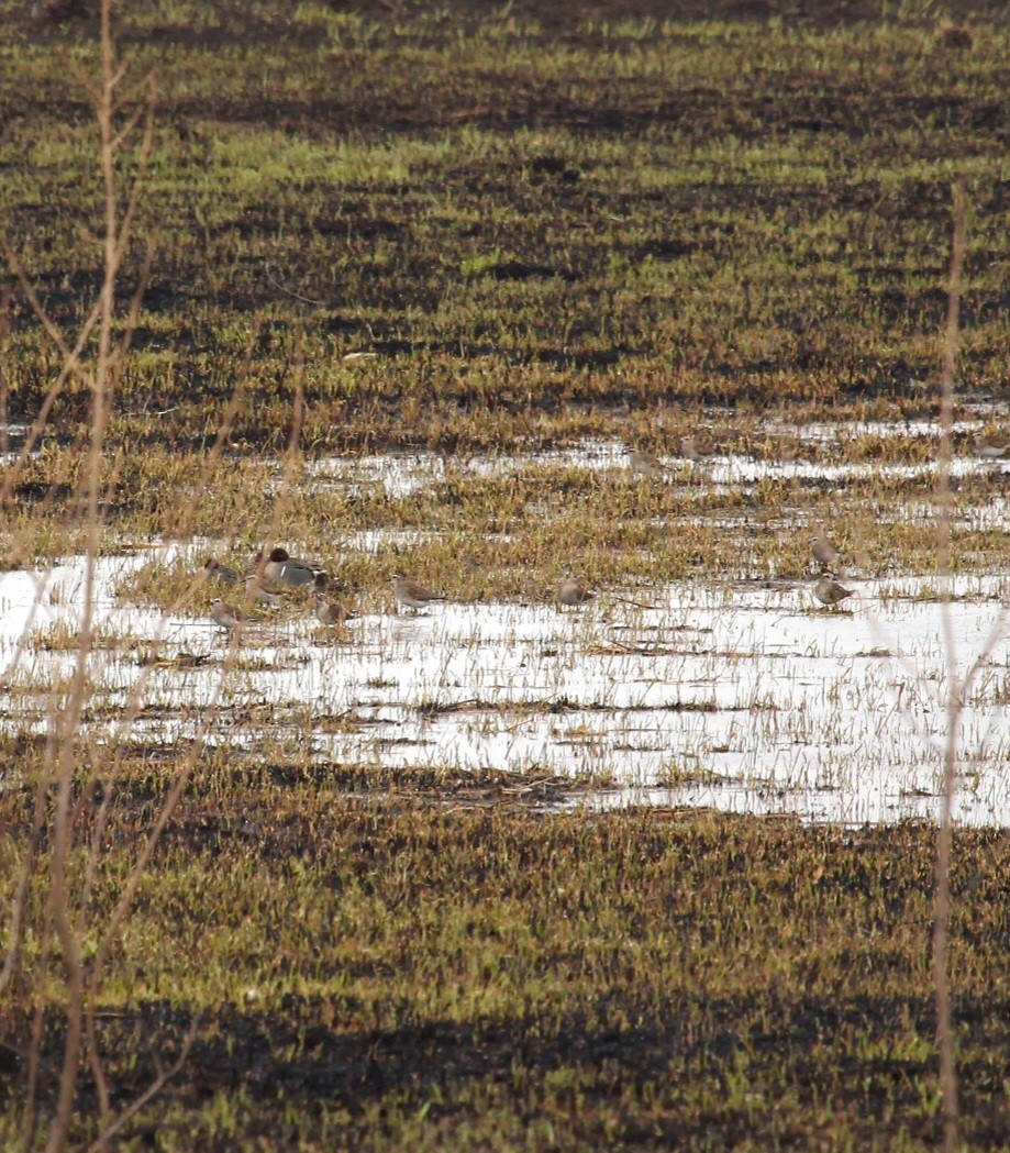 American Golden-Plover - Curt Fisher