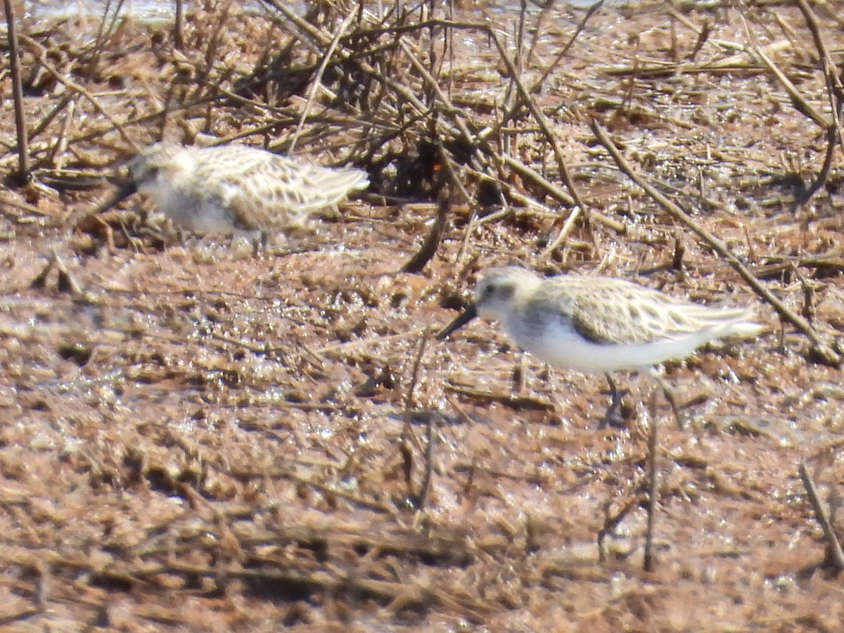 Semipalmated Sandpiper - ML619325863