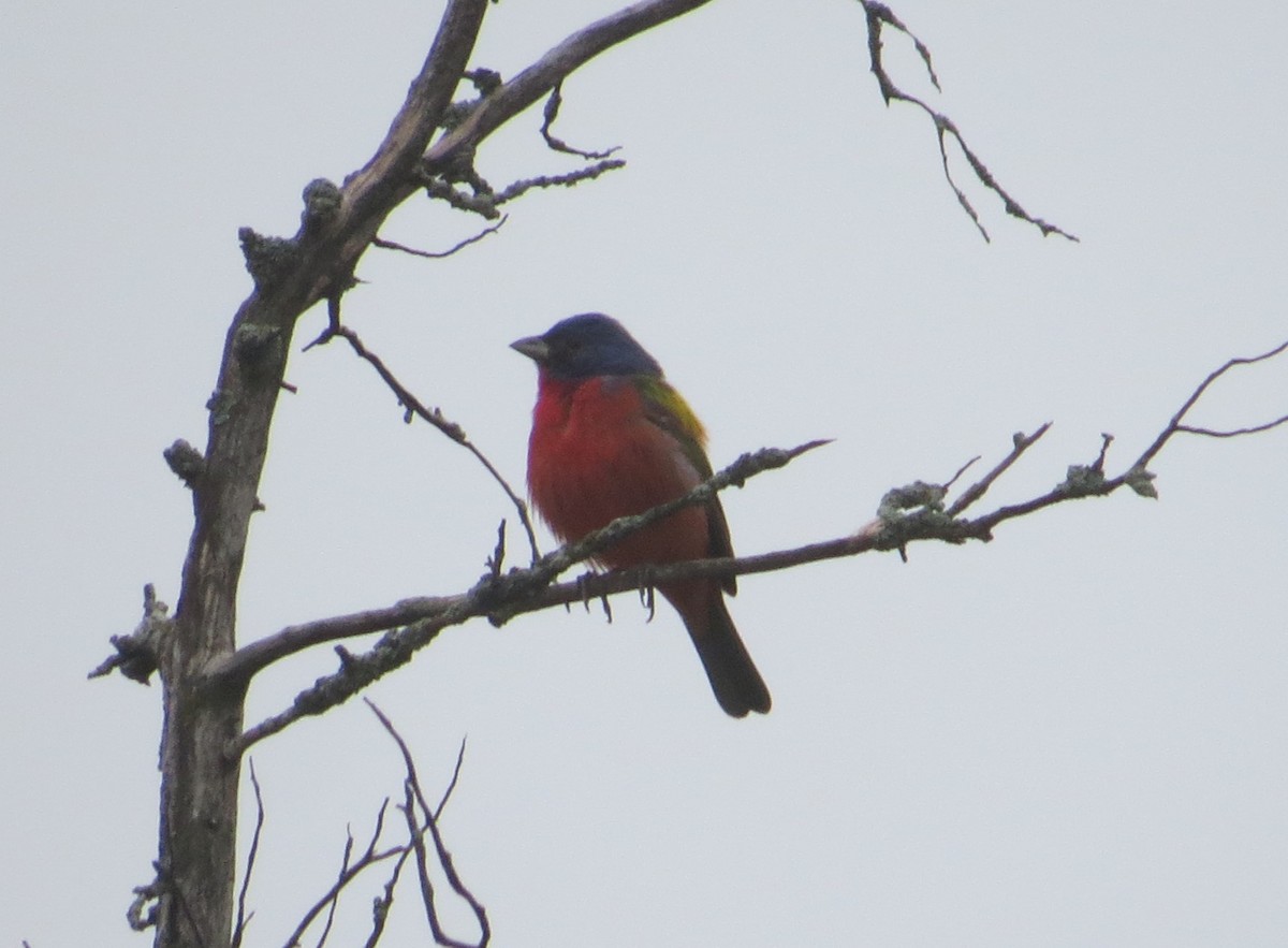 Painted Bunting - ML619325870