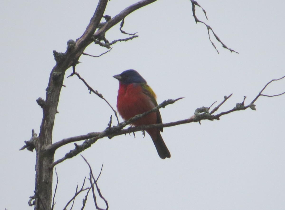 Painted Bunting - Mark Hahn