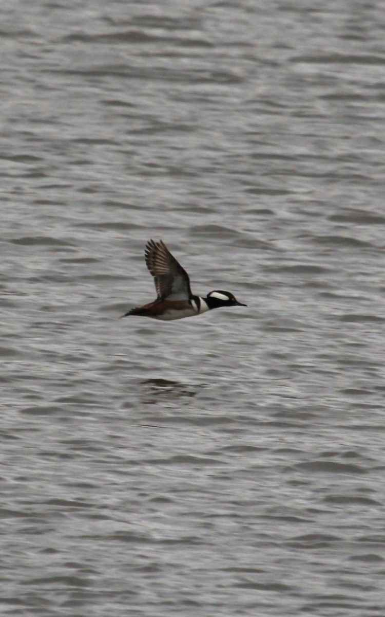 Hooded Merganser - ML619325881