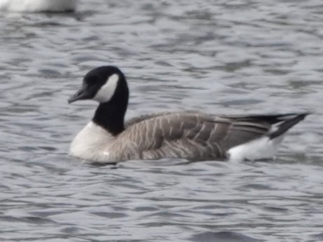 Cackling/Canada Goose - Mike Blancher