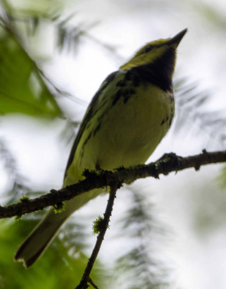 Black-throated Green Warbler - Sam Zuckerman