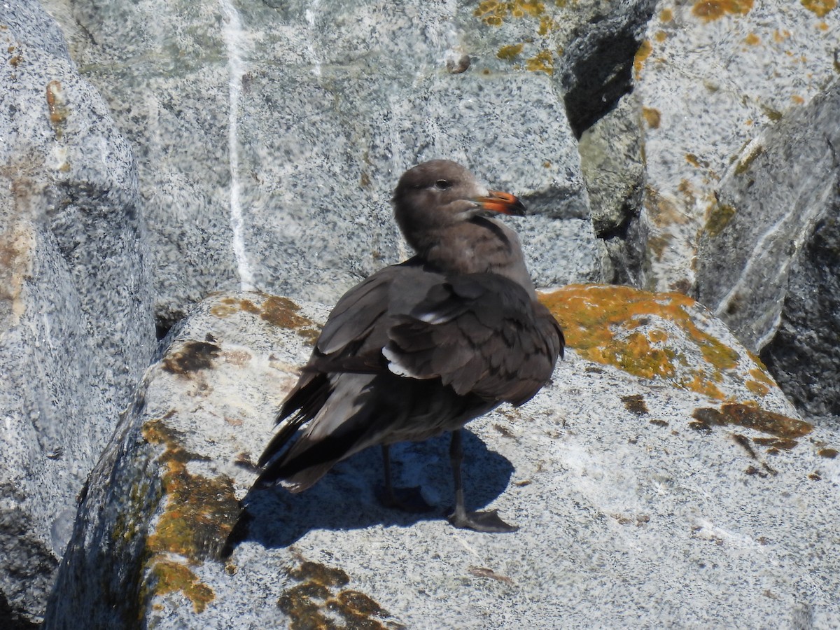 Heermann's Gull - Tor Svanoe