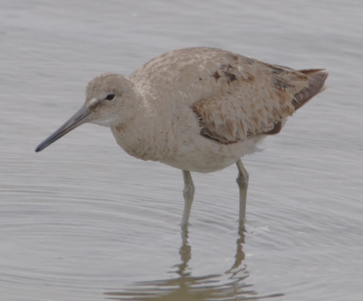 Willet - Barry Spolter