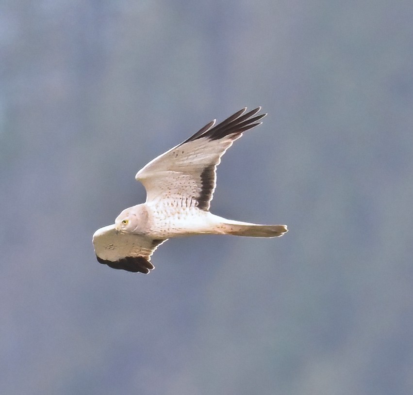 Northern Harrier - ML619325937