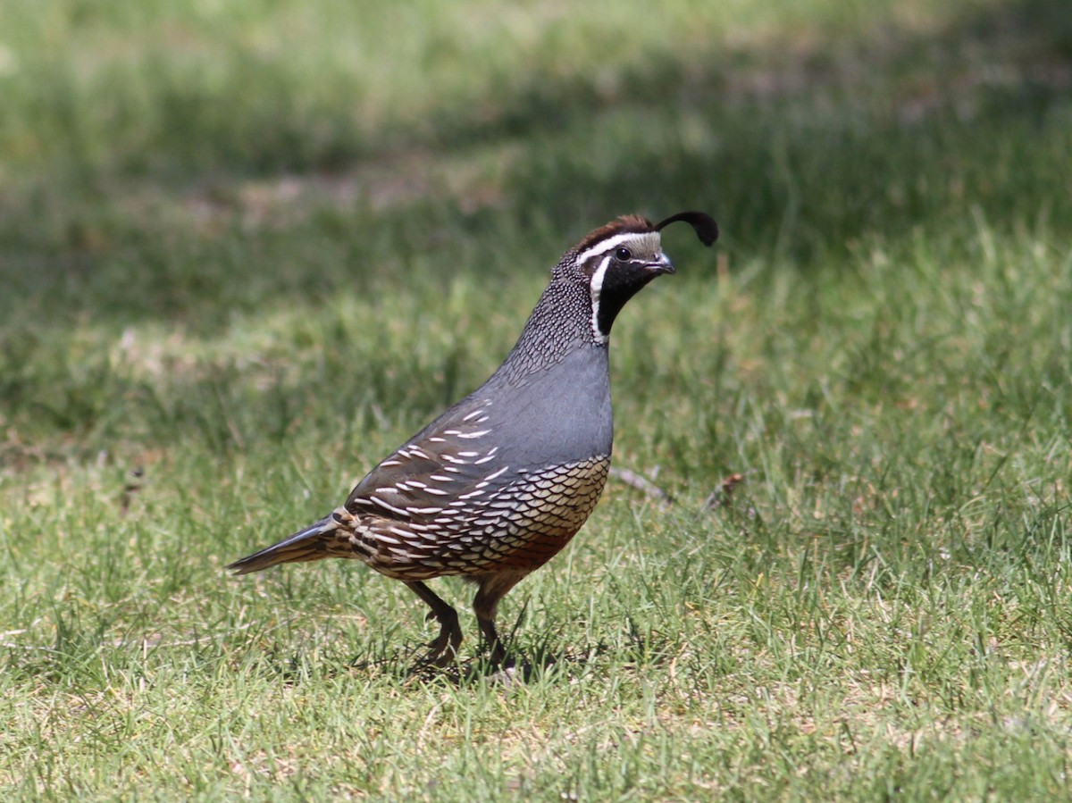 California Quail - ML619325953