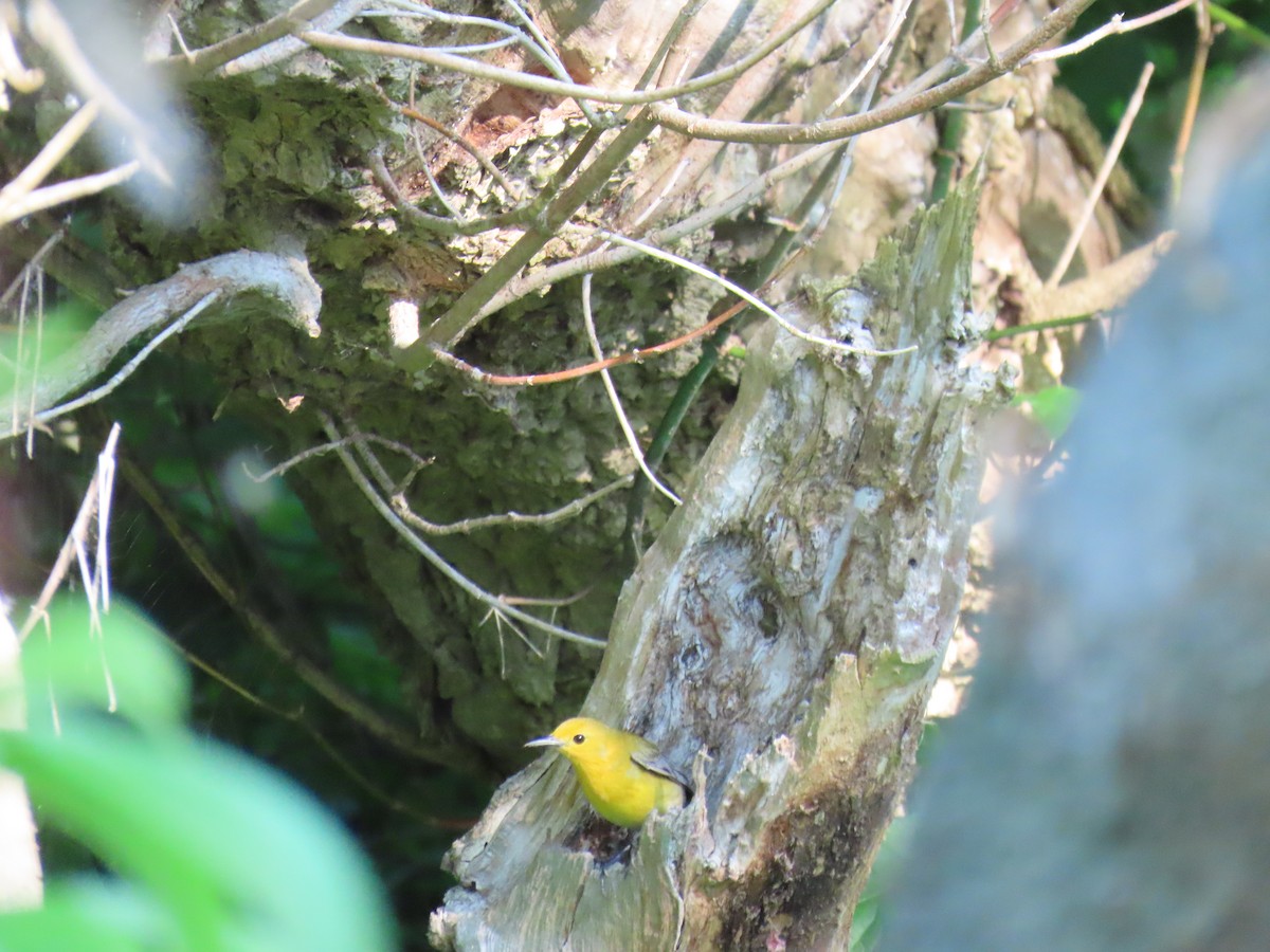 Prothonotary Warbler - Mary Krupa