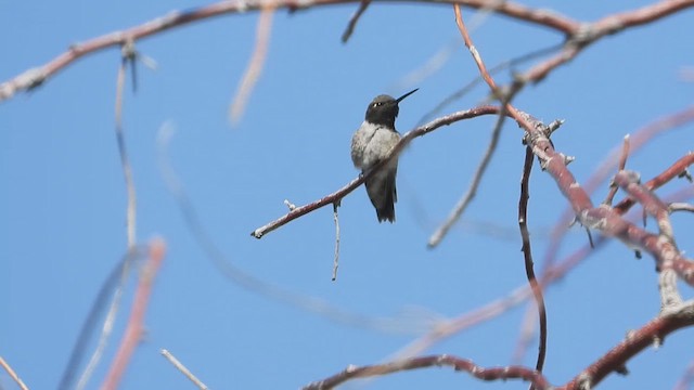 Colibrí Gorjinegro - ML619325980