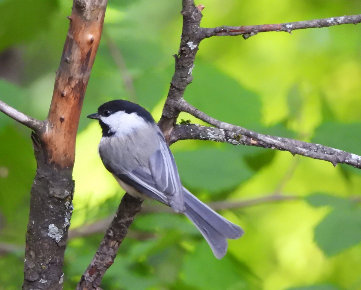 Black-capped Chickadee - Don Manson