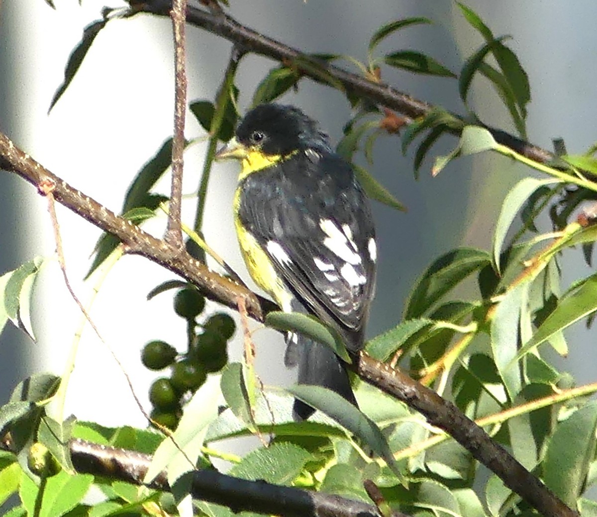 Lesser Goldfinch - Guadalupe Esquivel Uribe