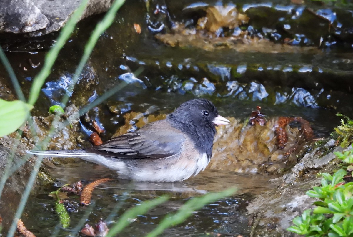 Dark-eyed Junco - Don Manson