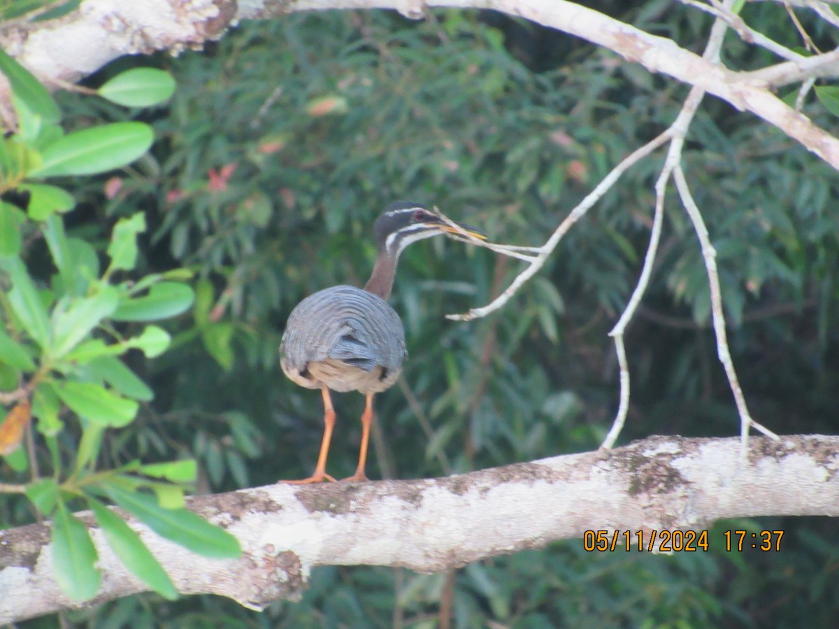 Sunbittern - Francisco Burgos